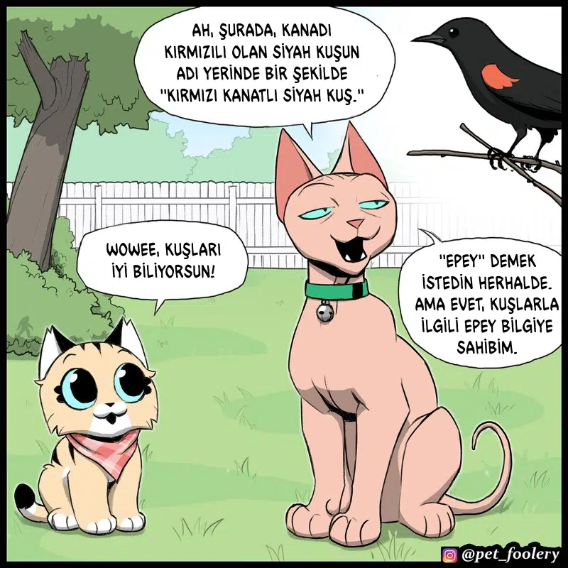 Pixie ve Brütüs - Bölüm 111 Sayfa 3